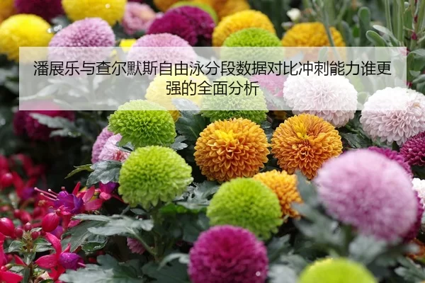 潘展乐与查尔默斯自由泳分段数据对比冲刺能力谁更强的全面分析